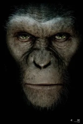 HD Фотографии обезьян: Обои на андроид в Full HD