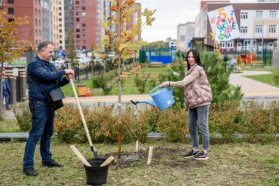 Фотография Платанового дерева, олицетворения мудрости