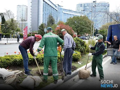 Скачать бесплатно фотографию платанового дерева на айфон