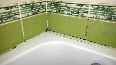 Плесень в ванной: фото в хорошем качестве