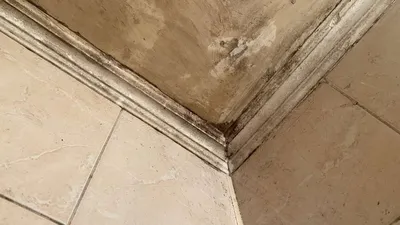 Ужасы ванной комнаты: фотографии плесени