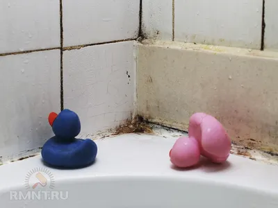 Плесень в ванной: фотографии, которые заставят задуматься