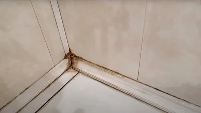 Webp арт с плесенью в ванной