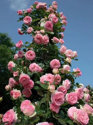 Фотография плетеной розы в формате jpg