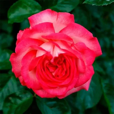 Безупречная плетеная роза на фото