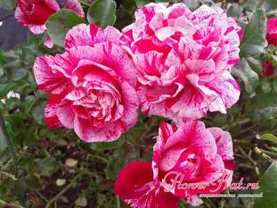 Уникальная плетеная роза на фотографии