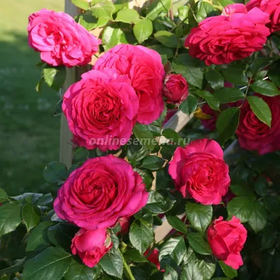 Уникальная плетеная роза на фото