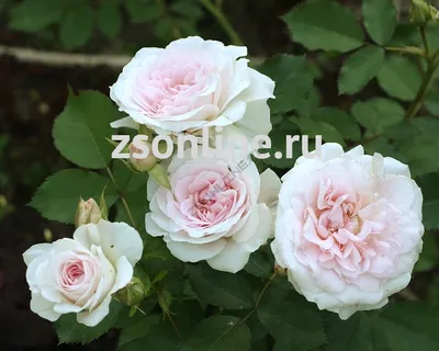 Шикарная плетеная роза на снимке с возможностью выбора формата (jpg, png, webp)