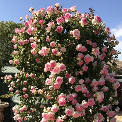 Картинка плетистой розы: изысканный акцент в саду