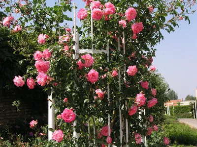 Плетистые розы: красота и аромат в одном растении