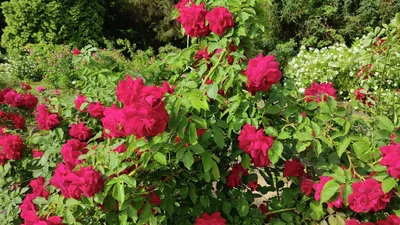 Лучшие виды плетистых роз для посадки на опору