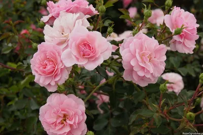 Уникальные размеры изображений плетистых роз для скачивания