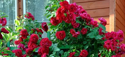 Плетистая роза: руководство по выбору и уходу за растением