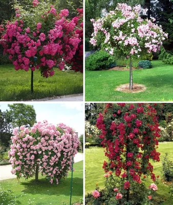 Вдохновение и красота: картинки плетистых роз для сада