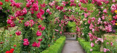 Плетистые розы: обустройство сада с изяществом и стилем