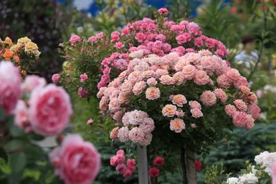 Фотографии плетистых роз: скачивайте в формате jpg, png или webp