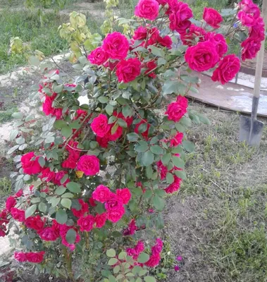 Пожалуйста ваше зрение: прекрасные фотографии плетистой розы