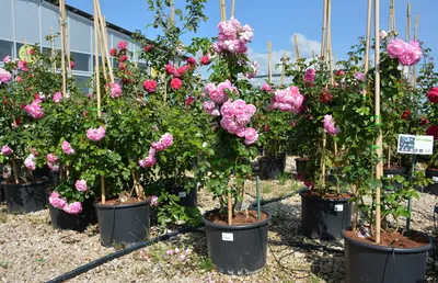 Плетистые розы: создание романтической атмосферы в саду