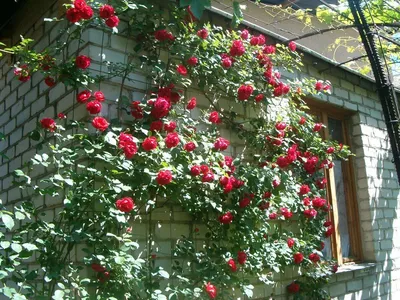 Фотография плетистой розы: загадочная и очаровательная