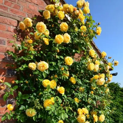 Успех в выращивании плетистых роз: секреты опытных садоводов