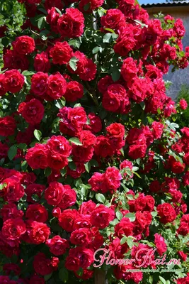 Фотографии плетистой розы: красота, доступная на скачивание