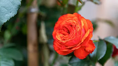 Плетистая роза посадка и уход опора: создание волшебного уголка в саду