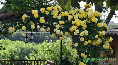 Передовые методы выращивания плетистых роз на опоре: фото вдохновение