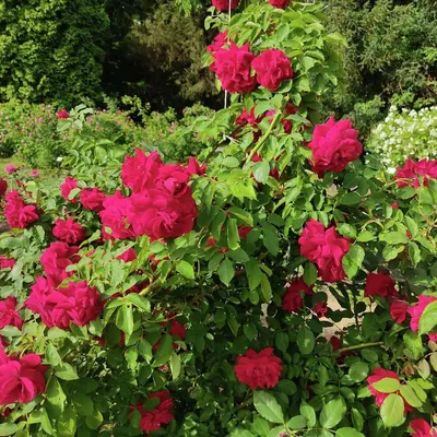 Изысканные фотографии плетистой розы: загрузка в различных форматах.