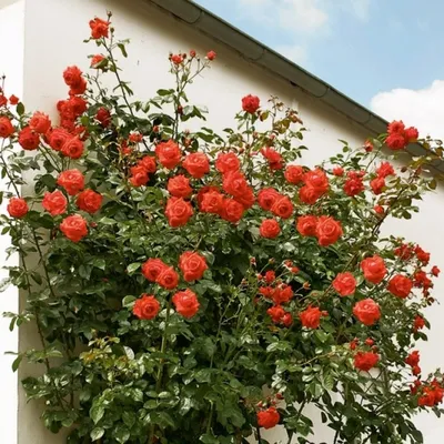 Фото плетистой розы салиты, размер M, формат png