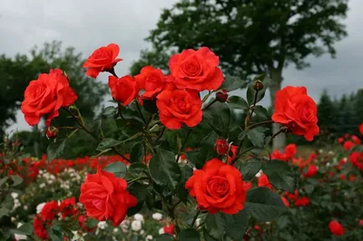 Фотка плетистой розы салиты, размер L, формат png