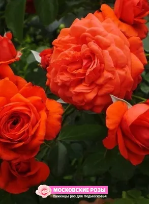 Фотография плетистой розы салиты, размер M, формат png