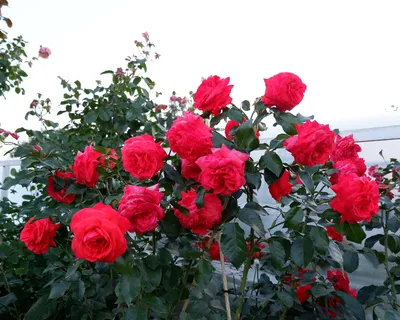 Изображение плетистой розы салиты, размер XL, формат jpg
