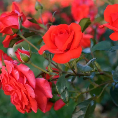 Фотка плетистой розы салиты, размер S, формат webp