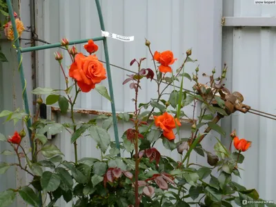 Изображение плетистой розы салиты, размер L, формат jpg