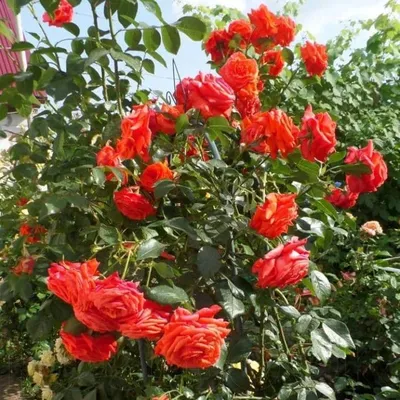 Фотография плетистой розы салиты, размер XL, формат png
