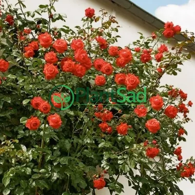 Изображение плетистой розы салиты, размер L, формат webp