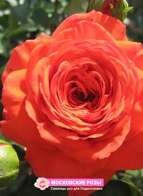 Картинка плетистой розы салиты, размер S, формат webp