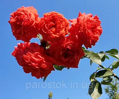 Изображение плетистой розы салиты, размер XL, формат webp