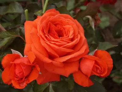 Фотография плетистой розы салиты, размер S, формат jpg