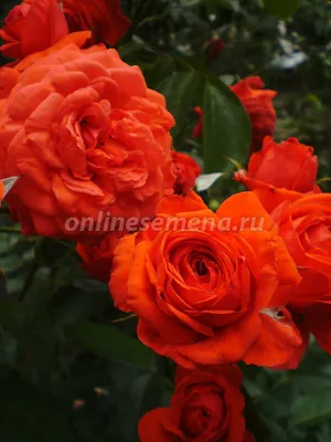 Фото плетистой розы салиты, размер L, формат webp