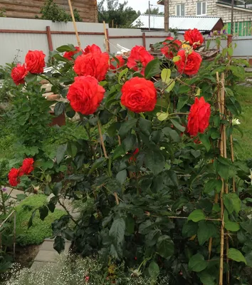 Фотка плетистой розы салиты, размер XL, формат jpg