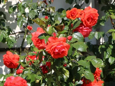 Картинка плетистой розы салиты, размер M, формат png
