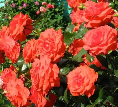 Картинка плетистой розы салиты, размер XL, формат jpg
