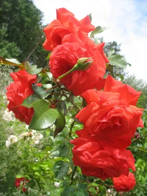 Фотография плетистой розы салиты, размер L, формат jpg