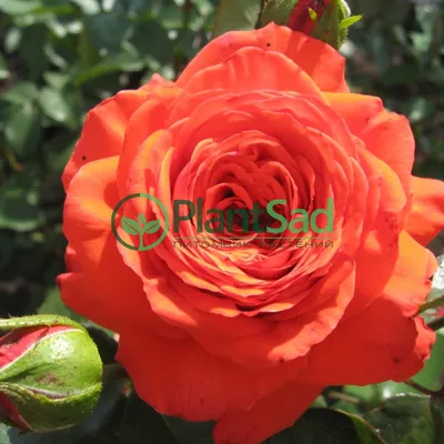 Фотка плетистой розы салиты, размер XL, формат png