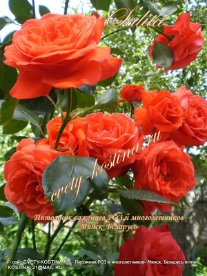 Фото плетистой розы салиты, размер M, формат jpg