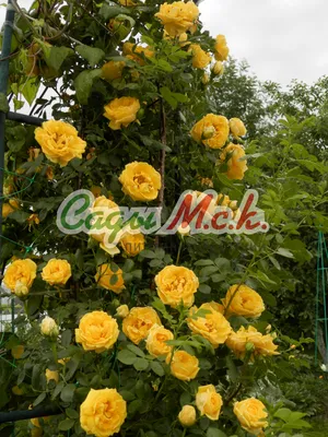 Фотография плетистой розы салиты, размер L, формат png