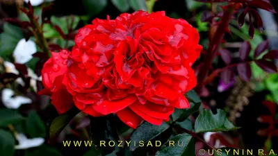 Фотка плетистой розы салиты, размер S, формат jpg