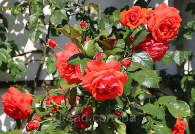 Фото плетистой розы салиты, размер L, формат webp