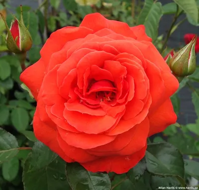 Картинка плетистой розы салиты, размер XL, формат jpg